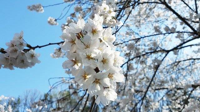 武汉大学樱花最佳观赏时间是几月份？武汉大学樱花最佳观赏地点指南